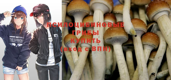 индика Бородино